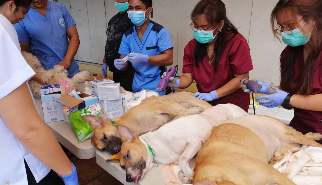 Benefits Of Spaying And Neutering Philippine Animal Welfare Society