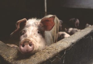 Policies - Philippine Animal Welfare Society