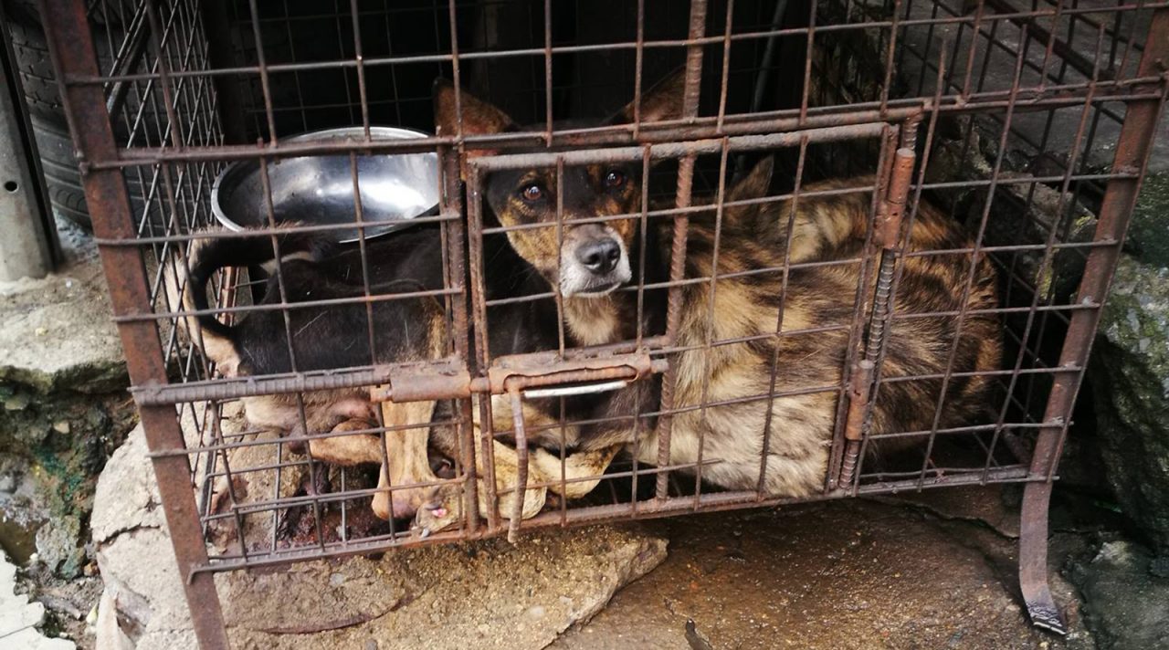 Cruelty Pet Neglect Philippine Animal Welfare Society cruelty-pet-neglect-philippine-animal-welfare-society