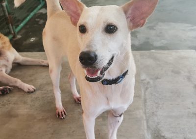 Adoptable Dogs | Philippine Animal Welfare Society