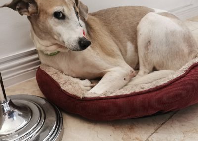 greyhound rescue dogs for adoption