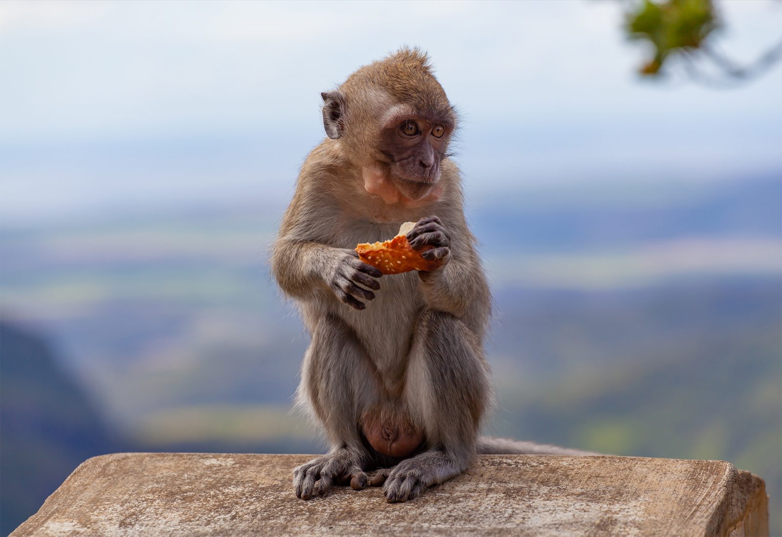 no-to-trapping-of-wild-monkeys-for-research-philippine-animal-welfare