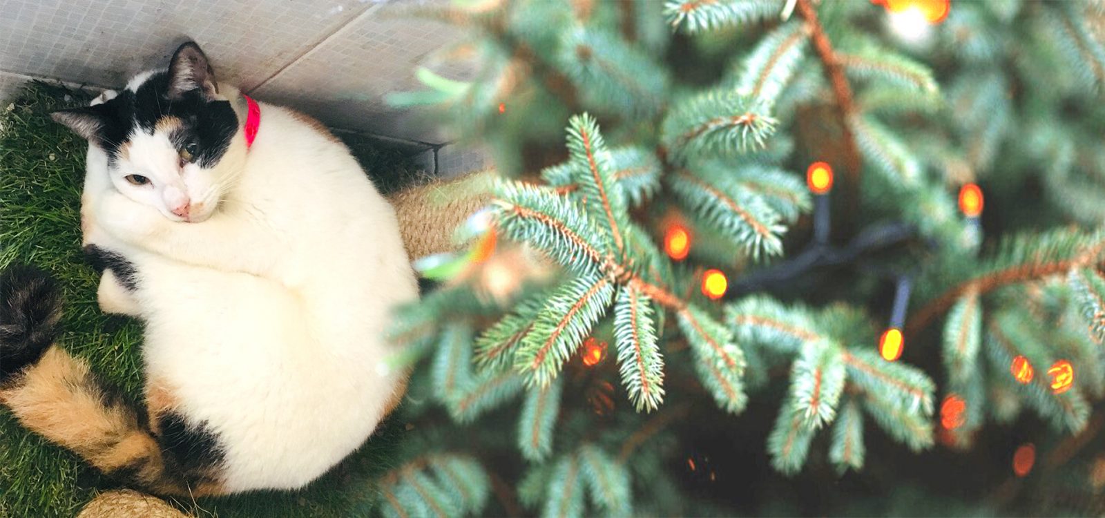 Home-for-the-Holidays-2020