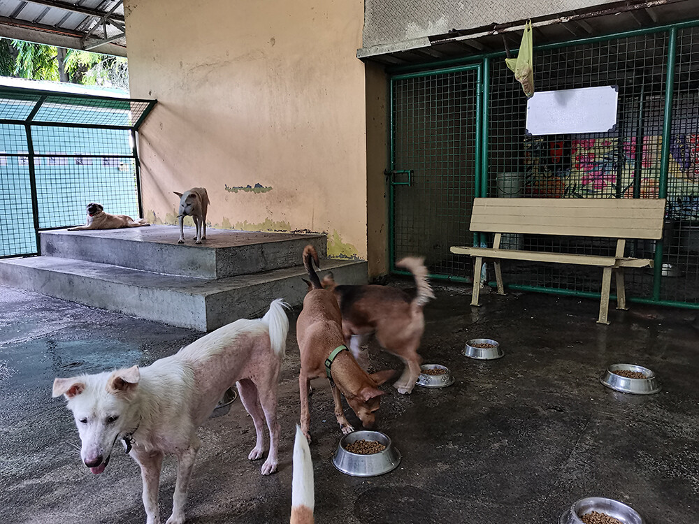 About PAWS • The Philippine Animal Welfare Society