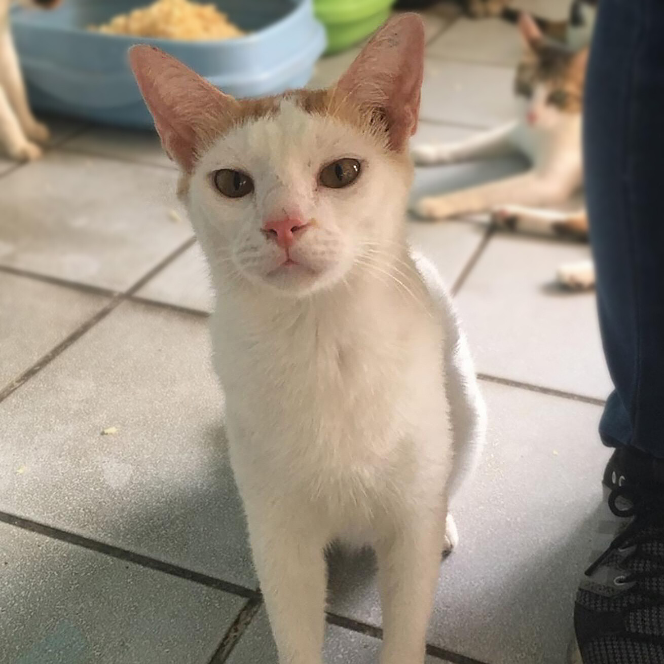 JL The Philippine Animal Welfare Society